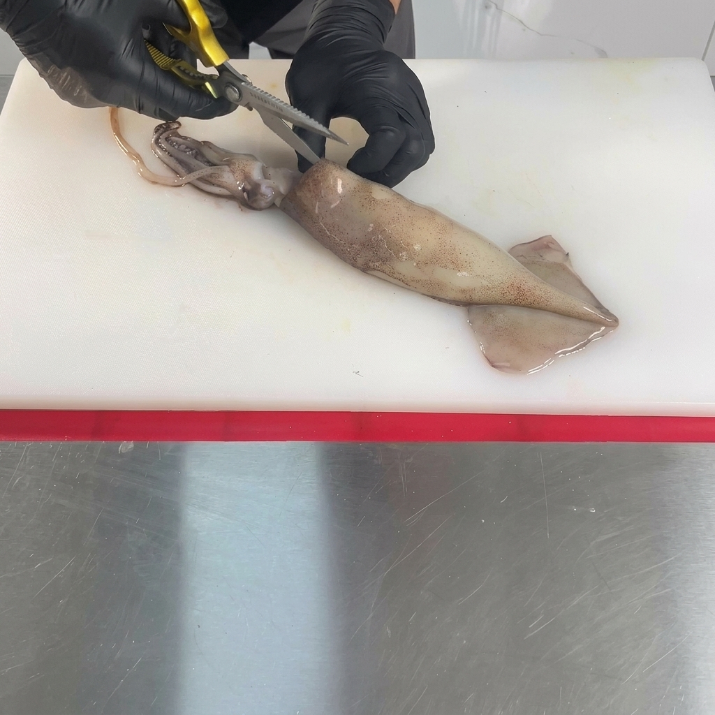 Cały surowy kalmar leżący na białej desce do krojenia jest rozcinany wzdłuż środka za pomocą nożyczek kuchennych trzymanych przez dłonie w rękawiczkach.